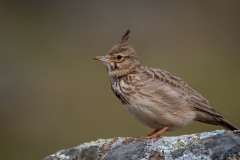 Toplærke / Crested Lark