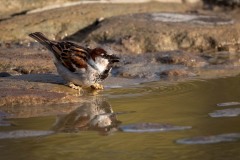 Spansk Spurv / Spanish Sparrow