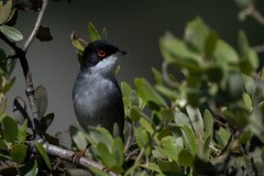 Sorthovedet sanger / Sardinia Warbler