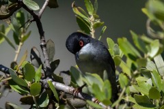 Sorthovedet sanger / Sardinia Warbler