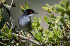 Sorthovedet sanger / Sardinia Warbler