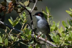 Sorthovedet sanger / Sardinia Warbler