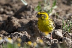 Gulirisk / Europen Serin