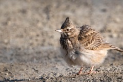 Toplærke / Crested Lark