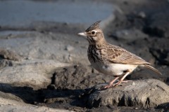 Toplærke / Crested Lark