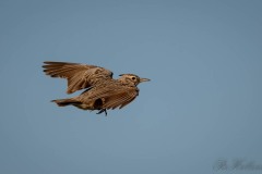 Toplærke / Crested Lark