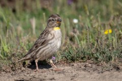 Stenspurv / Rock Sparrow