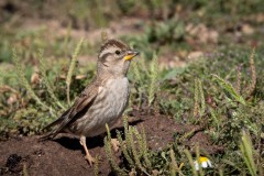 Stenspurv / Rock Sparrow
