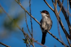 Sorthovedet sanger / Sardinia Warbler