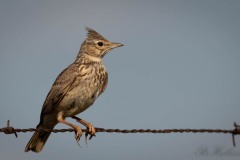 Toplærke / Crested Lark