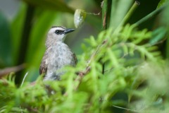 Hvidbrynet Bulbul / Indonesien, Yellow-vented Bulbul