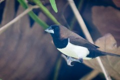 Javabronzefinke / Javan Munia