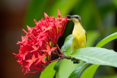 Olivenrygget Solfugl / Olive-backed Sunbird