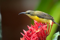 Olivenrygget Solfugl / Olive-backed Sunbird