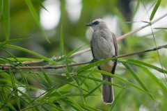 Hvidbrynet Bulbul / ellow-vented Bulbul