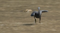 Revhejre /  Pacific Reef Heron