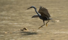 Revhejre /  Pacific Reef Heron