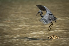 Revhejre /  Pacific Reef Heron