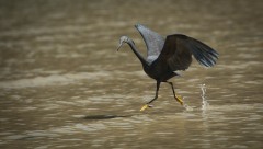 Revhejre /  Pacific Reef Heron
