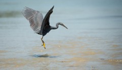 Revhejre /  Pacific Reef Heron