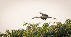 Asiatisk Gabenæb /  Asian Openbill