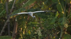 Asiatisk Gabenæb /  Asian Openbill
