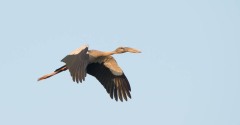 Asiatisk Gabenæb /  Asian Openbill
