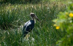 Lille Adjudant / Lesser Adjutant