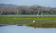 Indisk Ibis / Black-headed ibis
