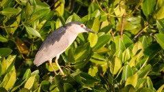 Nathejre / Black-crowned night heron