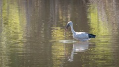 Asiatisk Gabenæb /  Asian Openbill