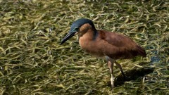 Rød Nathejre / Rufous night heron