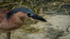 Rød Nathejre / Rufous night heron