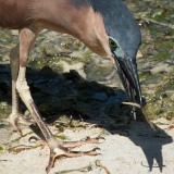 Rød Nathejre / Rufous night heron