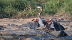 Purpurhejre / Purple Heron
