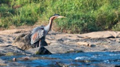 Purpurhejre / Purple Heron