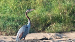 Purpurhejre / Purple Heron