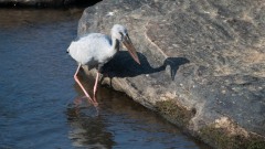 Asiatisk Gabenæb / Asian Openbill