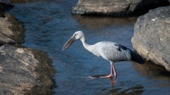 Asiatisk Gabenæb / Asian Openbill