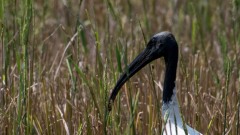 Indisk Ibis / Black-headed ibis