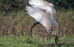 Indisk Ibis / Black-headed ibis