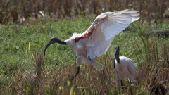 Indisk Ibis / Black-headed ibis
