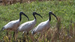 Indisk Ibis / Black-headed ibis