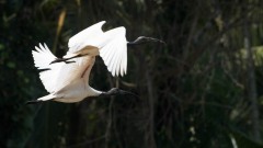 Indisk Ibis / Black-headed ibis