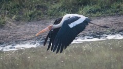 Indisk Skovstork / Painted Stork