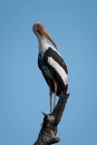 Indisk Skovstork / Painted Stork