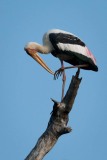 Indisk Skovstork / Painted Stork