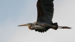 Purpurhejre / Purple Heron