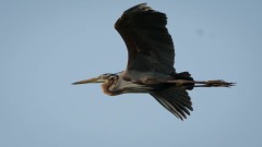 Purpurhejre / Purple Heron