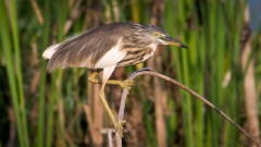 Rishejre / Indian Pond Heron